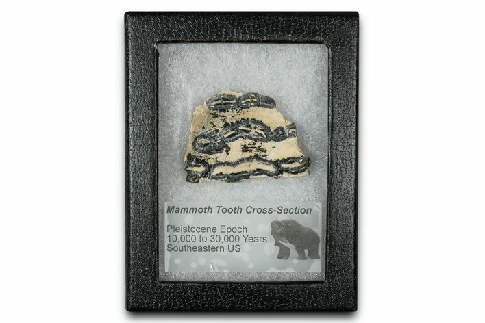 Mammoth Molar Slice With Case - South Carolina #350001